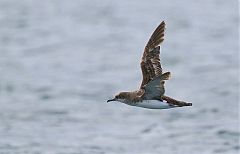 Fluttering Shearwater